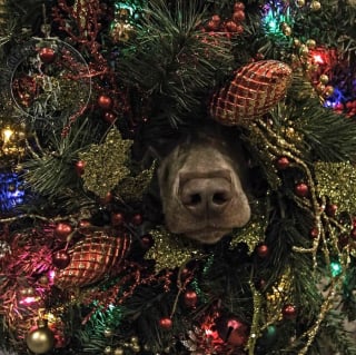 Illustration de l'article : 14 photos d'animaux hilarants qui ne ressentent absolument pas l'esprit de Noël !