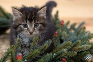 Illustration de l'article : Avant Noël, la SPA alerte sur les animaux "cadeaux" abandonnés après les fêtes