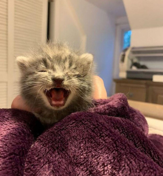 Elle Entend Ce Qu Elle Pense Etre Le Cri D Un Oiseau Mais Decouvre Un Chaton En Mauvaise Sante Dans Son Jardin