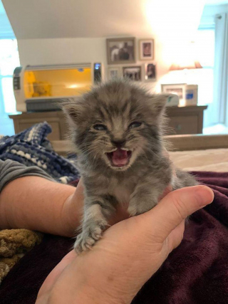 Illustration de l'article : Elle entend ce qu'elle pense être le cri d'un oiseau, mais découvre un chaton en mauvaise santé dans son jardin