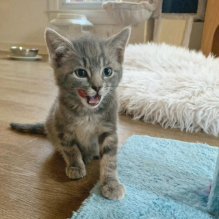 Illustration de l'article : Elle entend ce qu'elle pense être le cri d'un oiseau, mais découvre un chaton en mauvaise santé dans son jardin