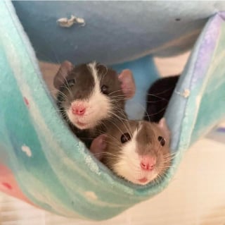 Illustration de l'article : 14 photos de rats qui prévoient de voler votre coeur