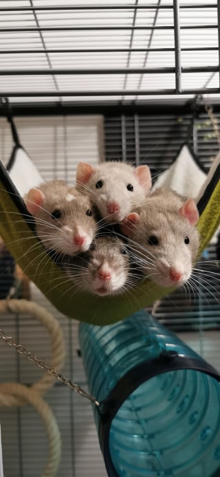 Illustration de l'article : 14 photos de rats qui prévoient de voler votre coeur