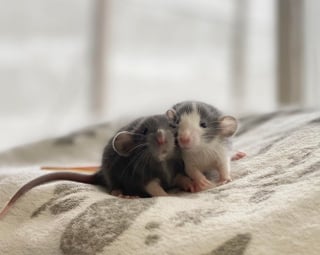 Illustration de l'article : 14 photos de rats qui prévoient de voler votre coeur