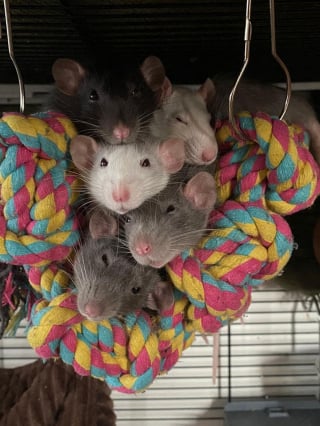 Illustration de l'article : 14 photos de rats qui prévoient de voler votre coeur