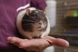 Illustration de l'article : 14 photos de rats qui prévoient de voler votre coeur