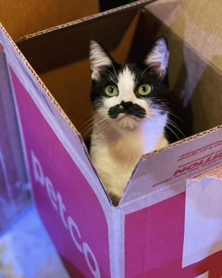 Illustration de l'article : 19 photos d'un chat arborant "une grosse moustache" !