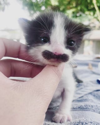 Illustration de l'article : 19 photos d'un chat arborant "une grosse moustache" !