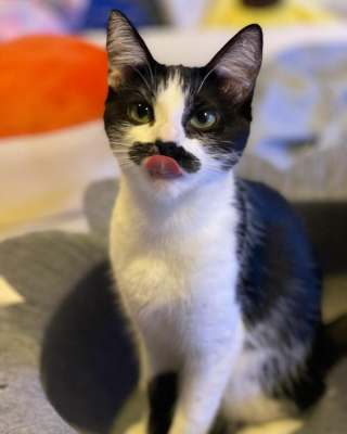 19 Photos D Un Chat Arborant Une Grosse Moustache