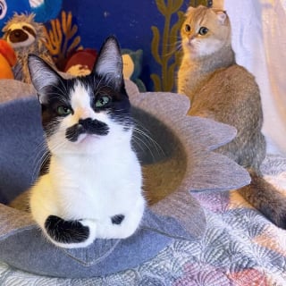 Illustration de l'article : 19 photos d'un chat arborant "une grosse moustache" !