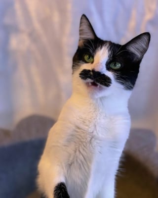 Illustration de l'article : 19 photos d'un chat arborant "une grosse moustache" !