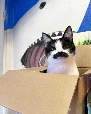 Illustration de l'article : 19 photos d'un chat arborant "une grosse moustache" !