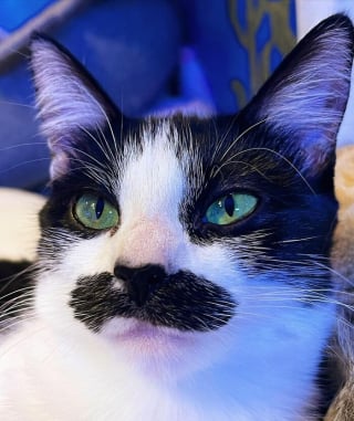 Illustration de l'article : 19 photos d'un chat arborant "une grosse moustache" !