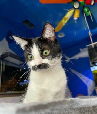 Illustration de l'article : 19 photos d'un chat arborant "une grosse moustache" !