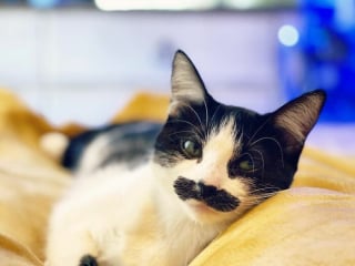 Illustration de l'article : 19 photos d'un chat arborant "une grosse moustache" !