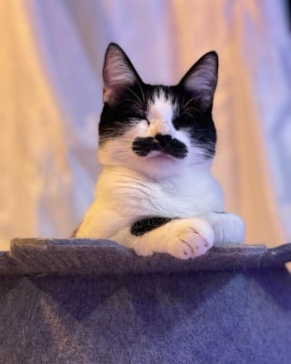 Illustration de l'article : 19 photos d'un chat arborant "une grosse moustache" !