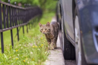 Illustration de l'article : Des passants entendent des miaulements près d'une voiture et découvrent un chat coincé dans le moteur depuis des heures