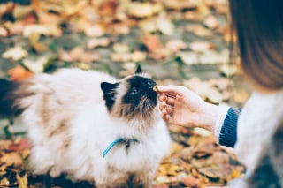 Illustration de l'article : 7 idées de cadeaux de Noël originaux pour votre chat