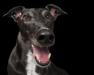 Illustration de l'article : 17 photos de chiens exprimant leur joie à travers un large sourire