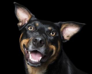 Illustration de l'article : 17 photos de chiens exprimant leur joie à travers un large sourire