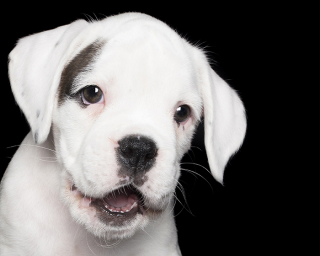 Illustration de l'article : 17 photos de chiens exprimant leur joie à travers un large sourire