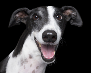 Illustration de l'article : 17 photos de chiens exprimant leur joie à travers un large sourire