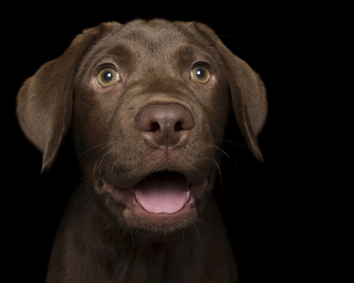 Illustration de l'article : 17 photos de chiens exprimant leur joie à travers un large sourire