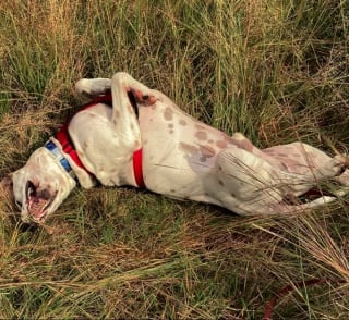 Illustration de l'article : 15 photos de chats et de chiens qui sont de véritables pros de la roulade !