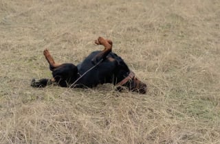 Illustration de l'article : 15 photos de chats et de chiens qui sont de véritables pros de la roulade !