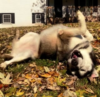 Illustration de l'article : 15 photos de chats et de chiens qui sont de véritables pros de la roulade !