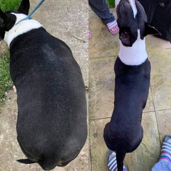 Abandonné Et Obèse Ce Bull Terrier Entame Une Magnifique Transformation Grâce à Sa Nouvelle 