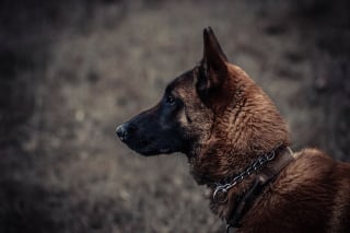 Illustration de l'article : Un chien Malinois errant sur l'autoroute A8 repéré près d'Antibes et pris en charge par les pompiers