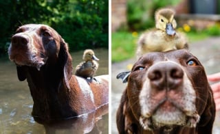 Illustration de l'article : 15 photos de chiens et chats attendrissantes qui vont vous donner envie de câliner votre animal de compagnie