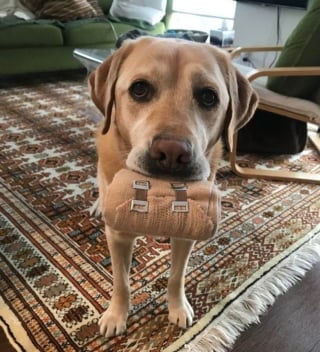 Illustration de l'article : 15 photos de chiens et chats attendrissantes qui vont vous donner envie de câliner votre animal de compagnie