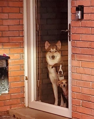 Illustration de l'article : 15 photos de chiens et chats attendrissantes qui vont vous donner envie de câliner votre animal de compagnie