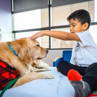 Illustration de l'article : 10 photos émouvantes de chiens ayant rendu visite aux enfants dans les hôpitaux pendant Noël