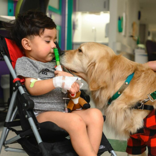 Illustration de l'article : 10 photos émouvantes de chiens ayant rendu visite aux enfants dans les hôpitaux pendant Noël