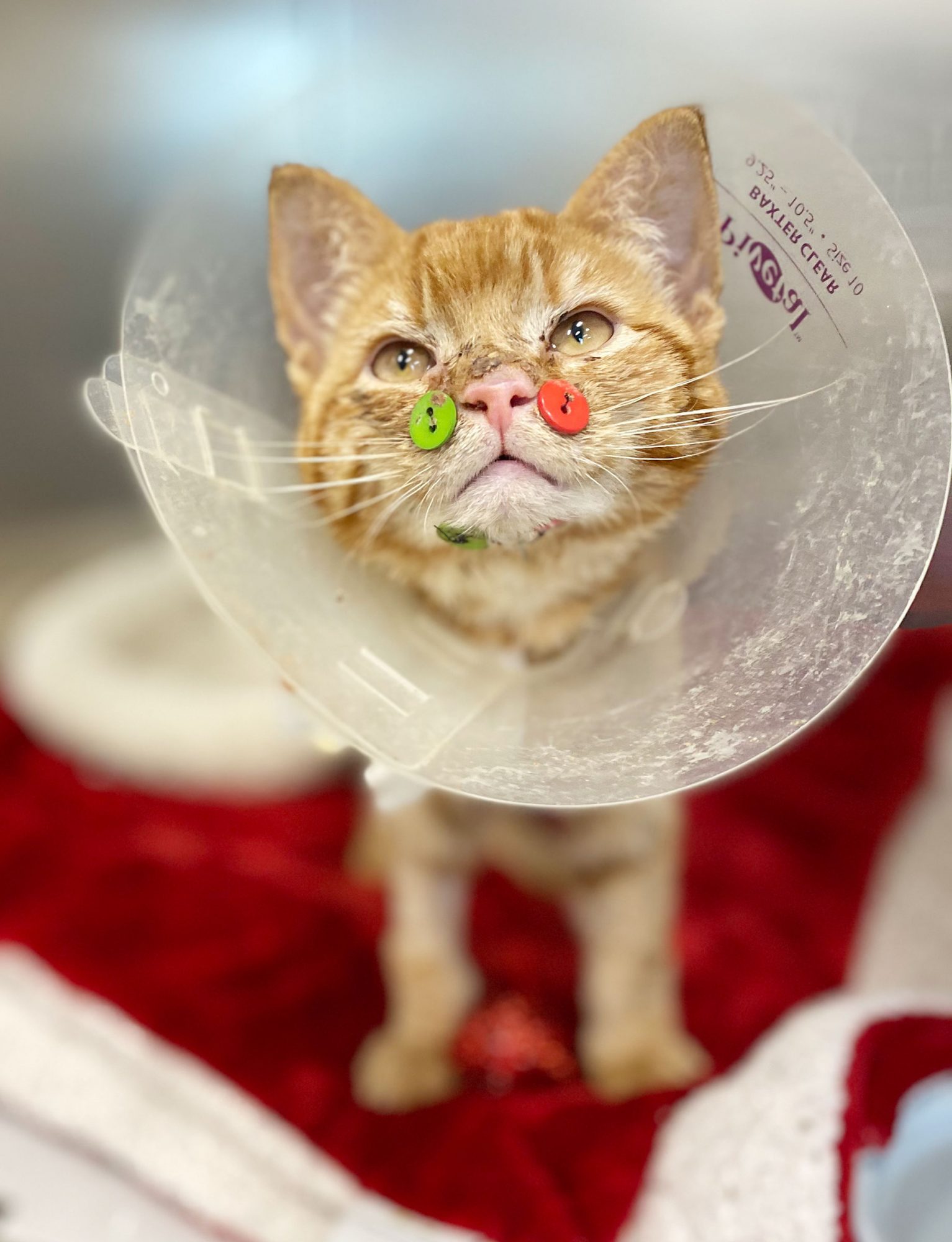 Ce Chat Opere Apres Une Attaque De Chiens Porte D Insolites Boutons Sur La Machoire Et Attend Une Nouvelle Famille