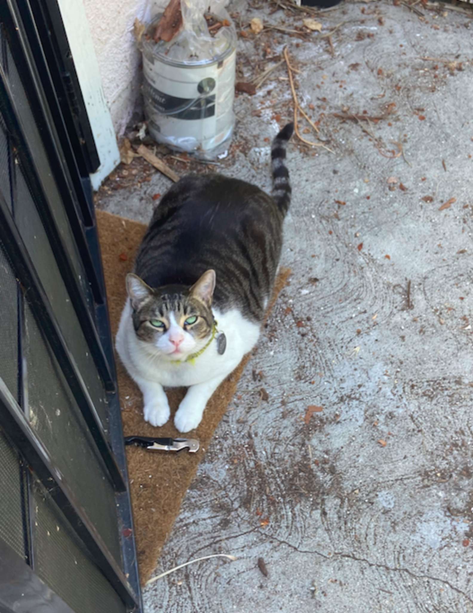 Ce Chat Kleptomane Vole Toute Sorte D Objets Pour Les Offrir A Son Proprietaire