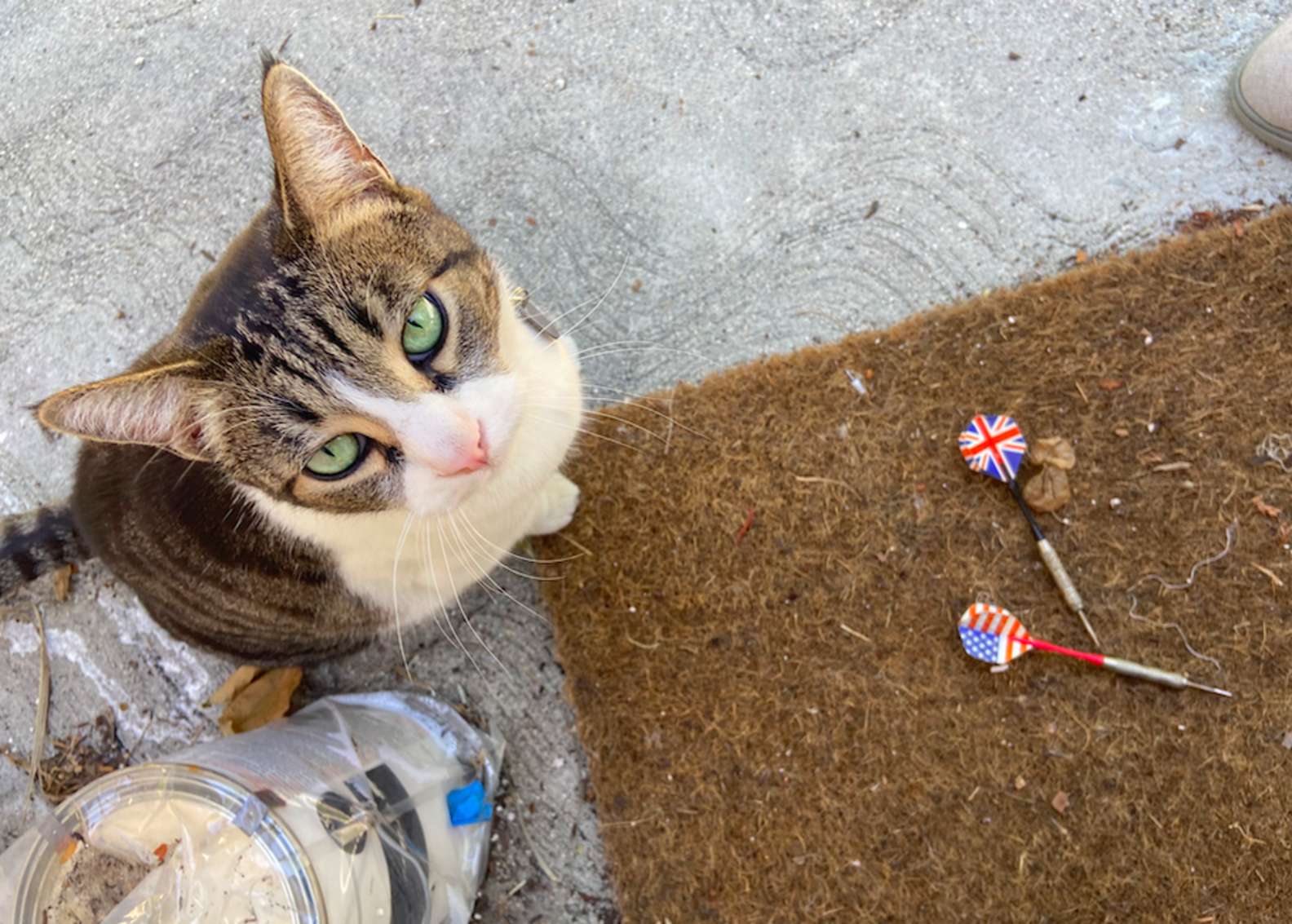 Ce Chat Kleptomane Vole Toute Sorte D Objets Pour Les Offrir A Son Proprietaire