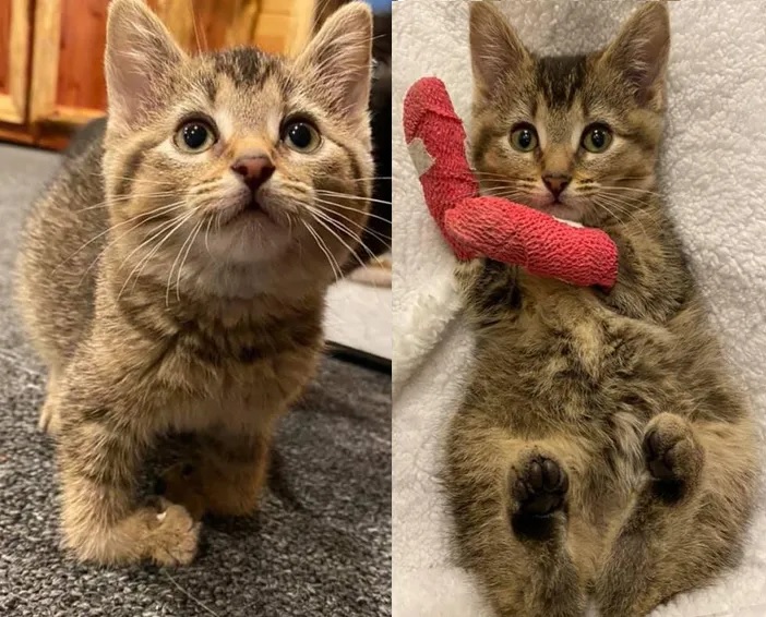 Un Chaton Aux Pattes Courbees Retrouve Dans Une Ferme Avec Son Frere Se Bat Pour Vivre Normalement