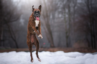 Illustration de l'article : 20 superbes photos d'un Boxer adorant partir en randonnée