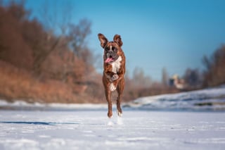 Illustration de l'article : 20 superbes photos d'un Boxer adorant partir en randonnée