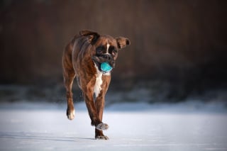 Illustration de l'article : 20 superbes photos d'un Boxer adorant partir en randonnée