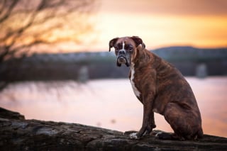 Illustration de l'article : 20 superbes photos d'un Boxer adorant partir en randonnée