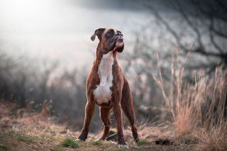 Illustration de l'article : 20 superbes photos d'un Boxer adorant partir en randonnée