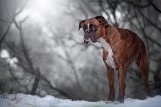 Illustration de l'article : 20 superbes photos d'un Boxer adorant partir en randonnée