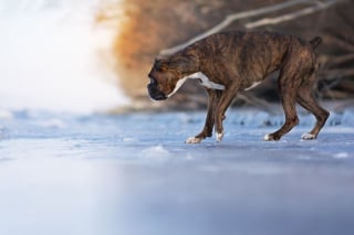 Illustration de l'article : 20 superbes photos d'un Boxer adorant partir en randonnée