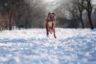 Illustration de l'article : 20 superbes photos d'un Boxer adorant partir en randonnée