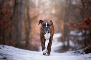 Illustration de l'article : 20 superbes photos d'un Boxer adorant partir en randonnée